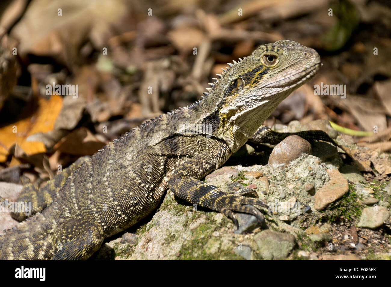 Un australiano drago di acqua nel selvaggio Foto Stock