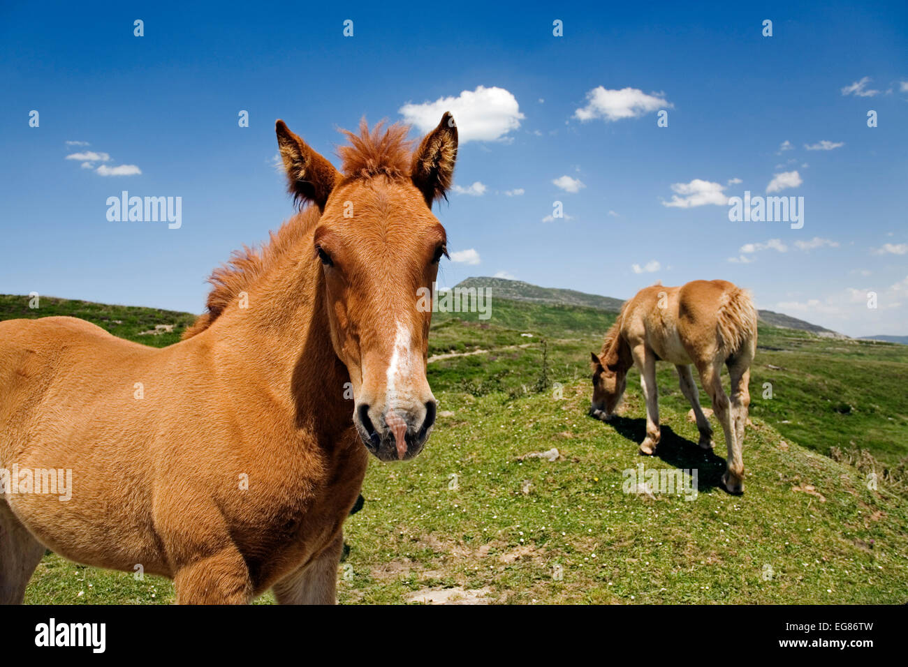 Cavalli puerto estacas de trueba Cantabria spagna caballos en el puerto de las estacas de trueba cantabria españa Foto Stock