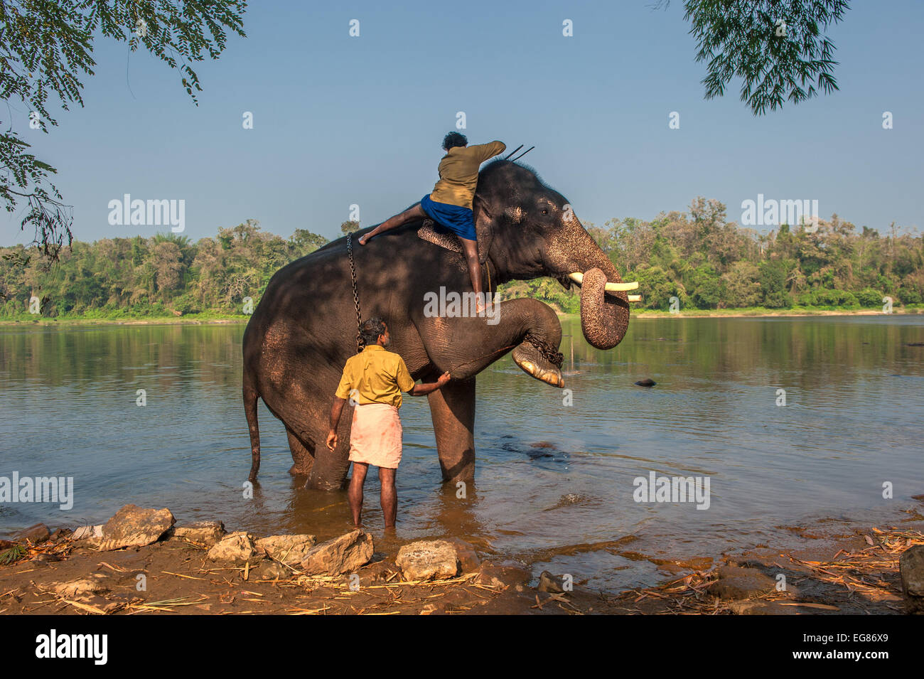 Il Kerala, India - gennaio, 12: Elephant la balneazione a Kodanad training center a gennaio, 12, 2013 in Kerala, India Foto Stock