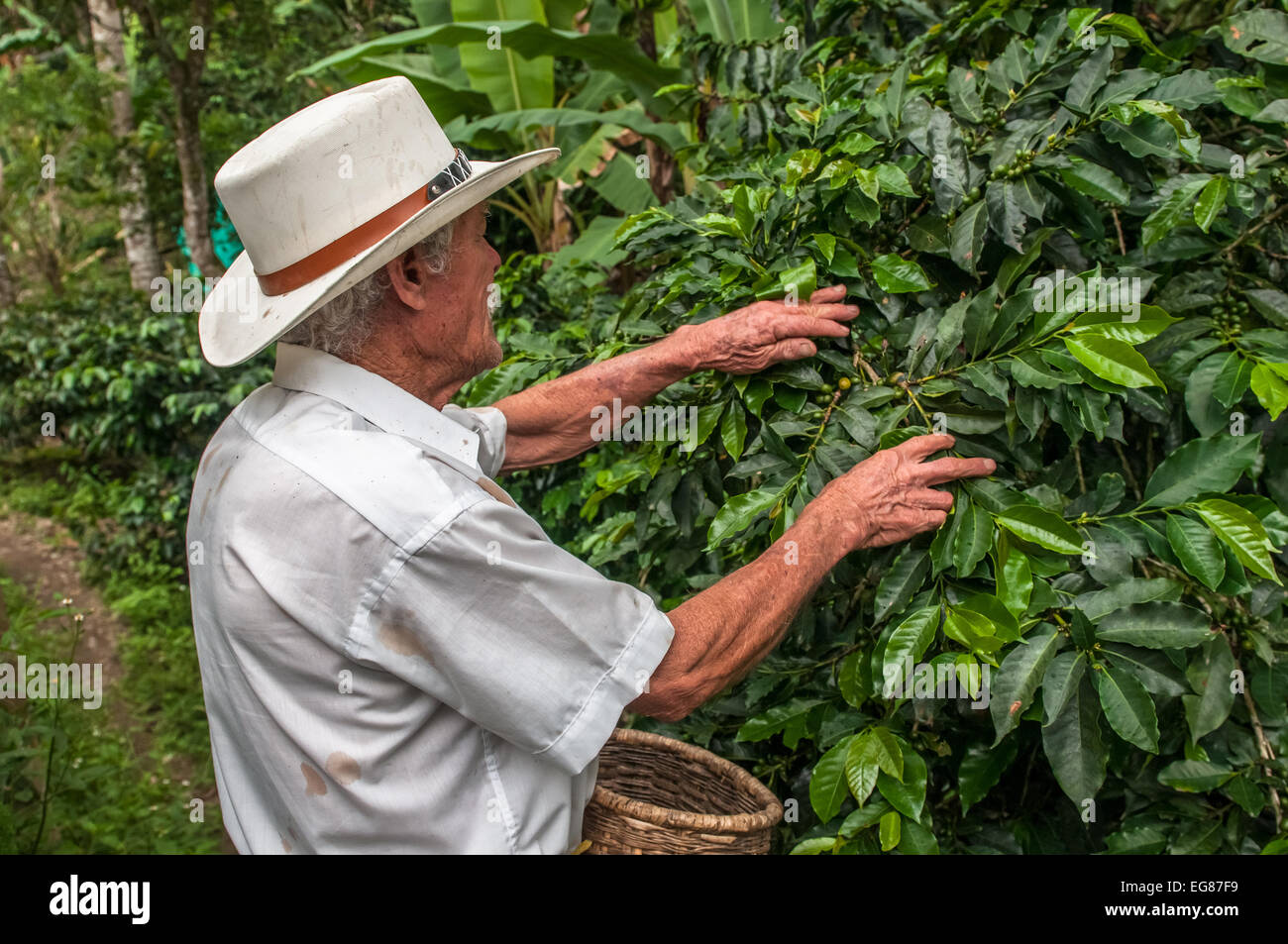 Il Salento, ZONA CAFFETTERIA, COLOMBIA - Novembre, 28: vecchio contadino la raccolta dei chicchi di caffè in novembre, 28, 2009 nel Salento, Zona Cafe Foto Stock