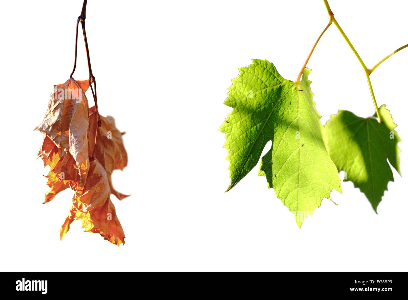 La vita e la morte concetto, verde e sbiadita enologiche di leafs isolato su bianco, contrasto Foto Stock
