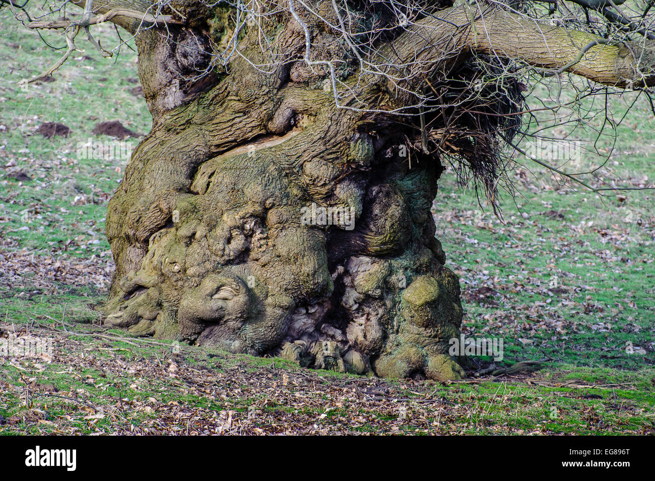Un grande albero di grasso Foto Stock