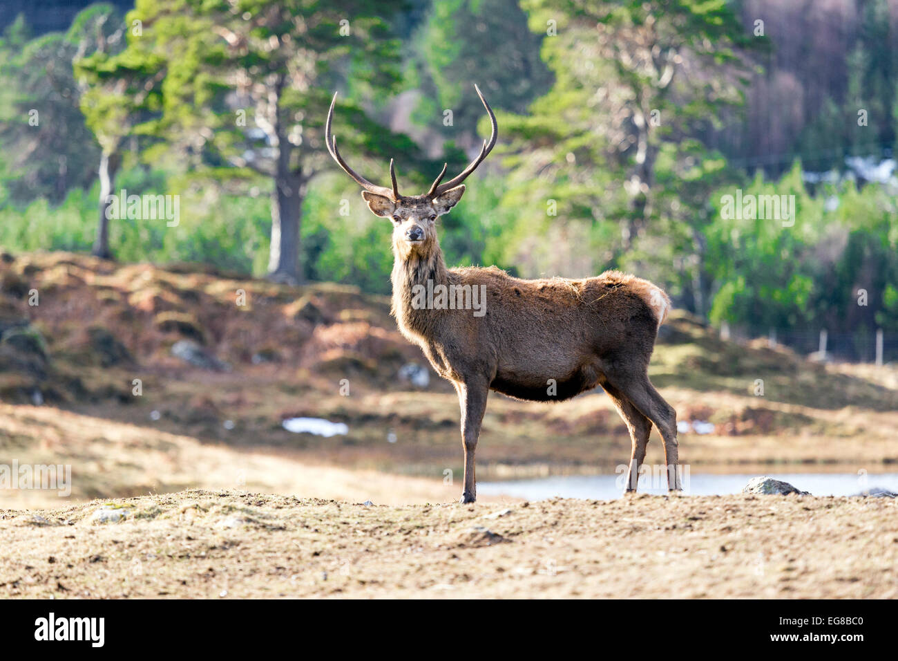 Red Stag Cervo nelle Scottish Glens, Scozia Foto Stock