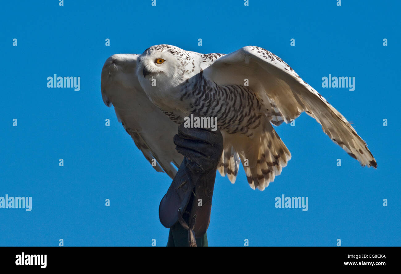 Civetta delle nevi (bubo scandiacus) femmina essendo tenuto da Falconer Foto Stock