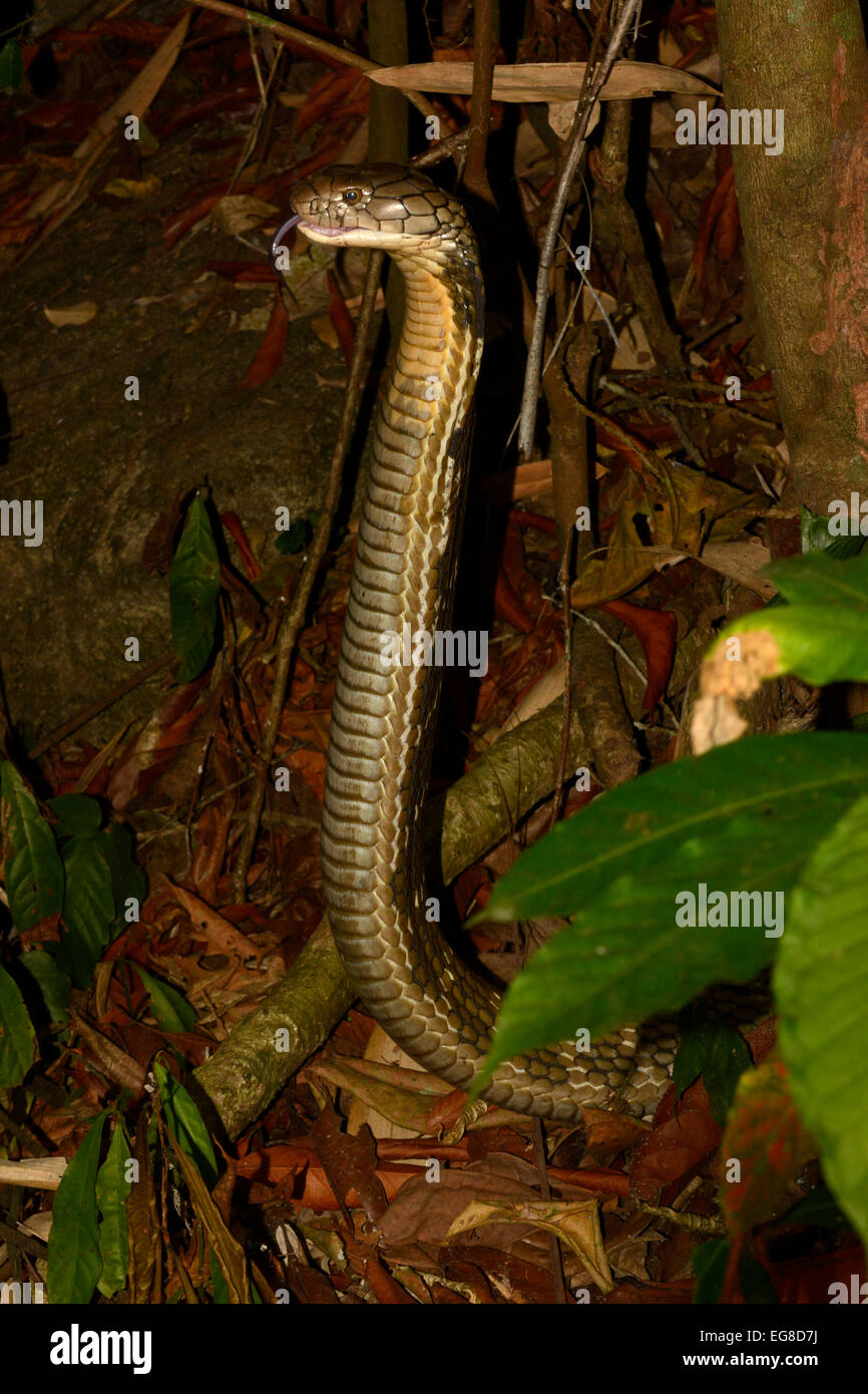 Cobra reale (Ophiophagus hannah) sul suolo nella foresta nativa di notte, della testa e del collo sollevato in postura di minaccia, Bali, Indonesia, oc Foto Stock