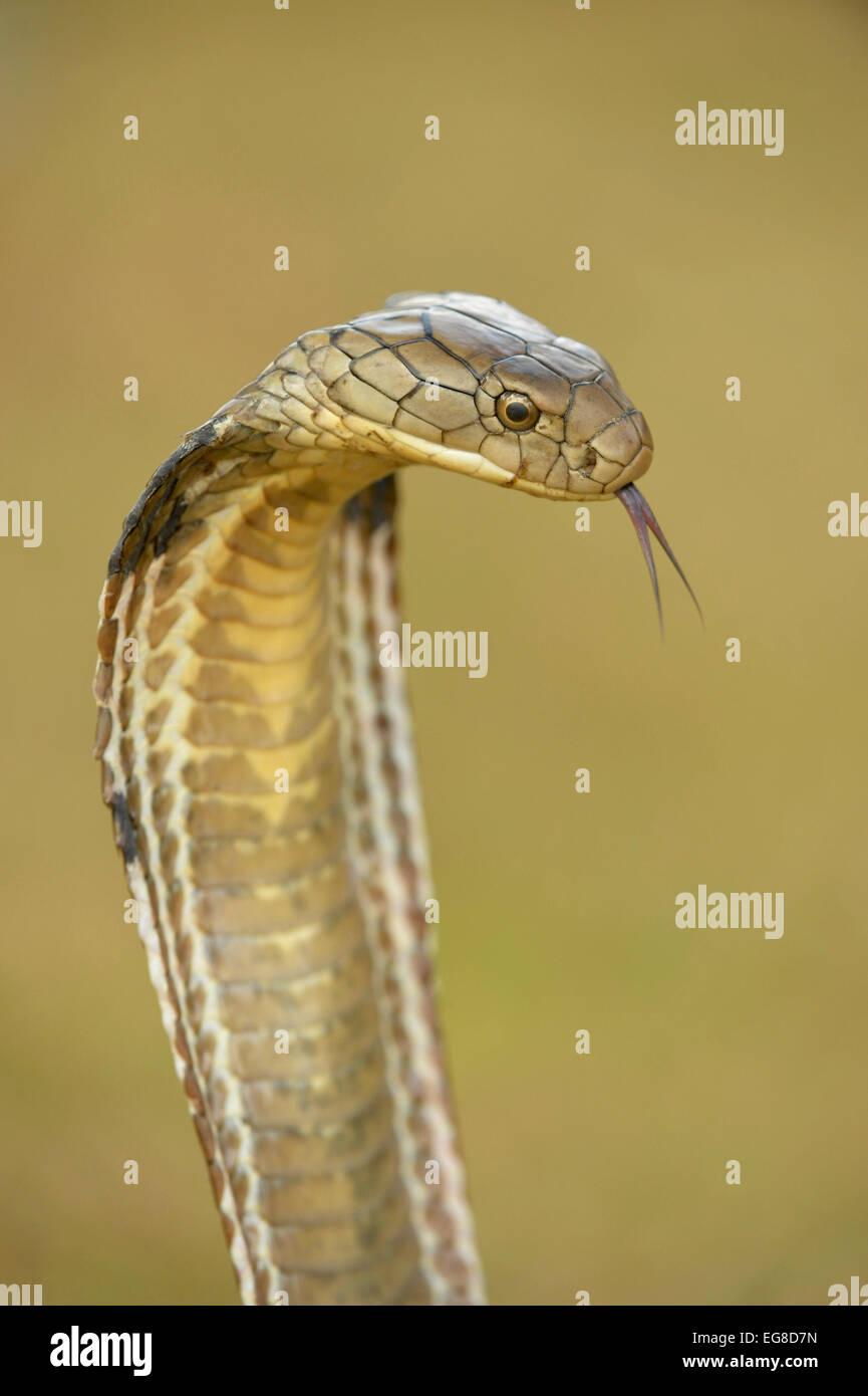 Cobra reale (Ophiophagus hannah) close-up di testa e collo sollevato in pericolo la postura, la lingua biforcuta esteso, Bali, Indonesia, Octobe Foto Stock