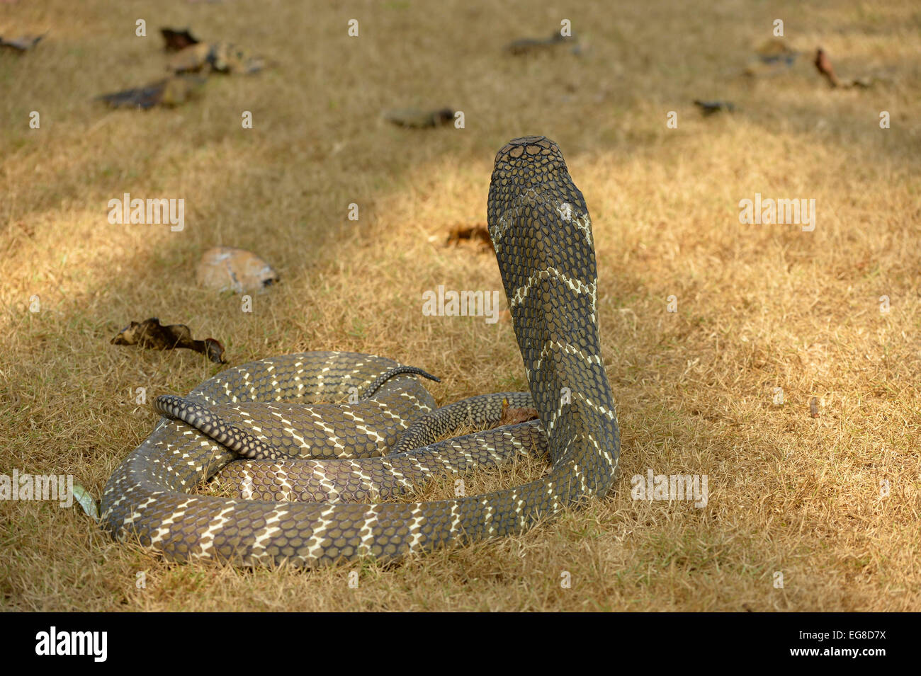 Cobra reale (Ophiophagus hannah) sul suolo con la testa e il collo sollevato in pericolo la postura, vista da dietro che mostra profilo della pelle, Ba Foto Stock