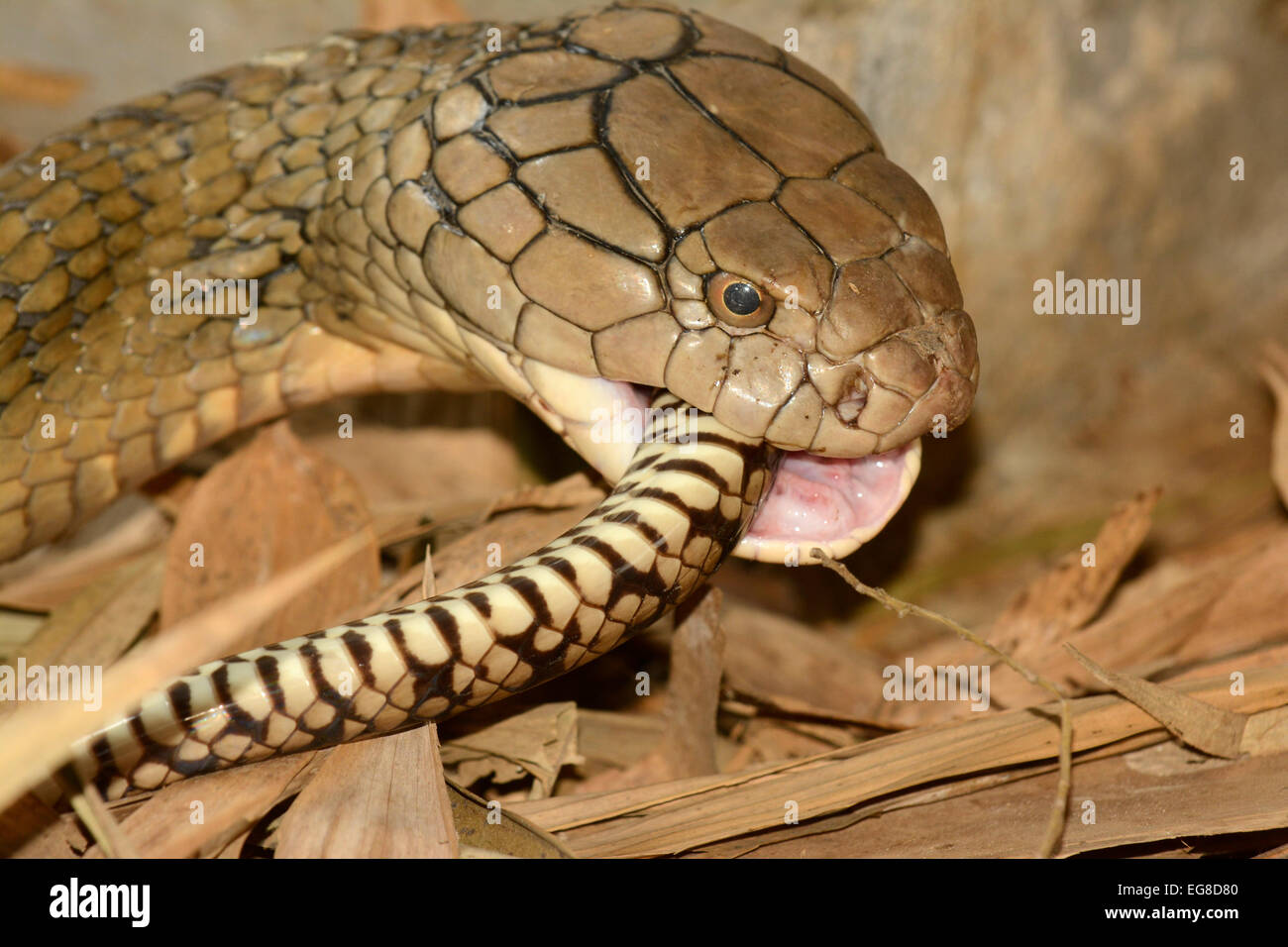 Cobra reale (Ophiophagus hannah) deglutire una rat snake, Bali, Indonesia, Ottobre, captive Foto Stock