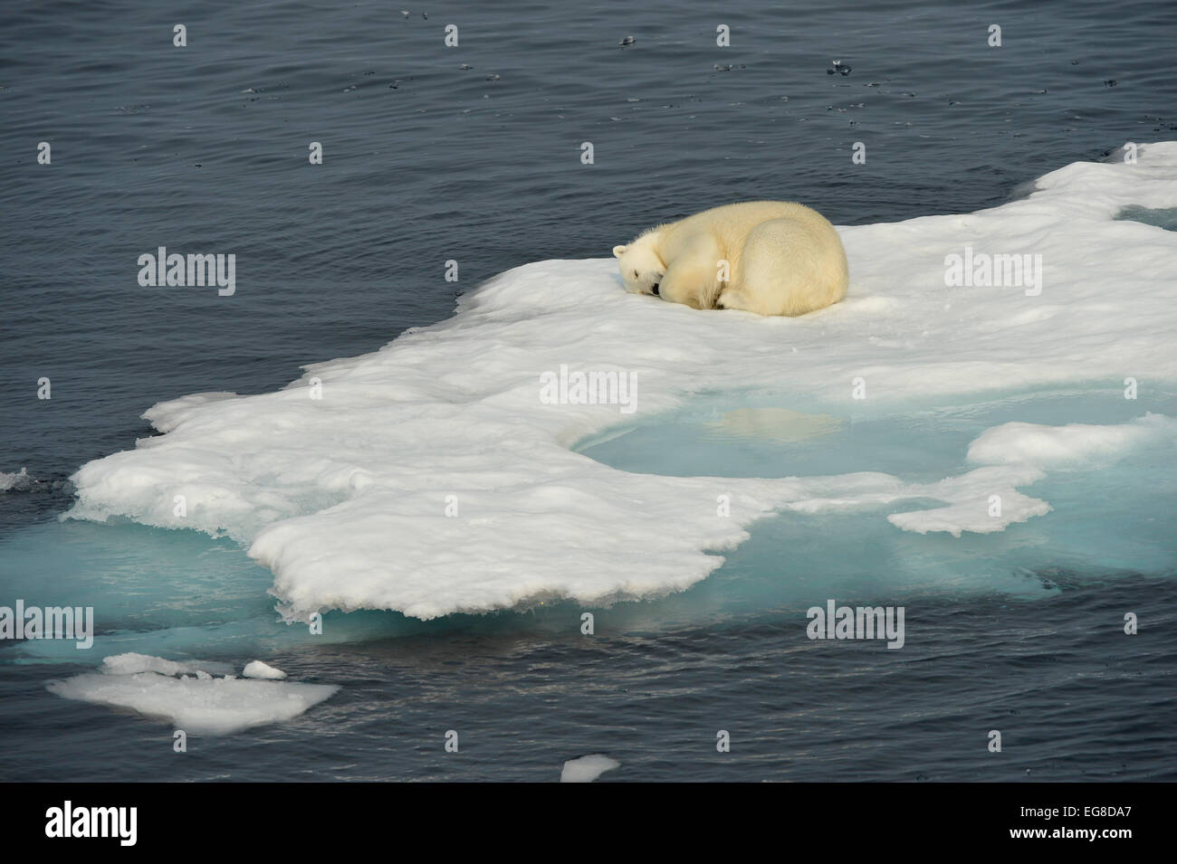Orso polare (Ursus maritimus) dormire su glaçon, al largo della costa della Isola Baffin, Canada, Agosto Foto Stock