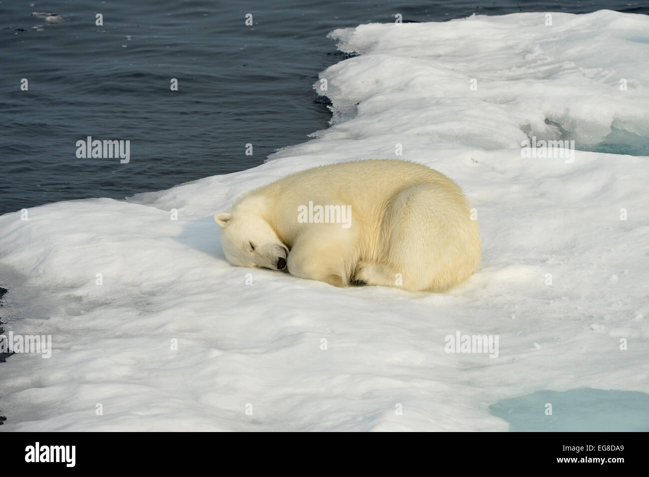 Orso polare (Ursus maritimus) dormire su glaçon, al largo della costa della Isola Baffin, Canada, Agosto Foto Stock