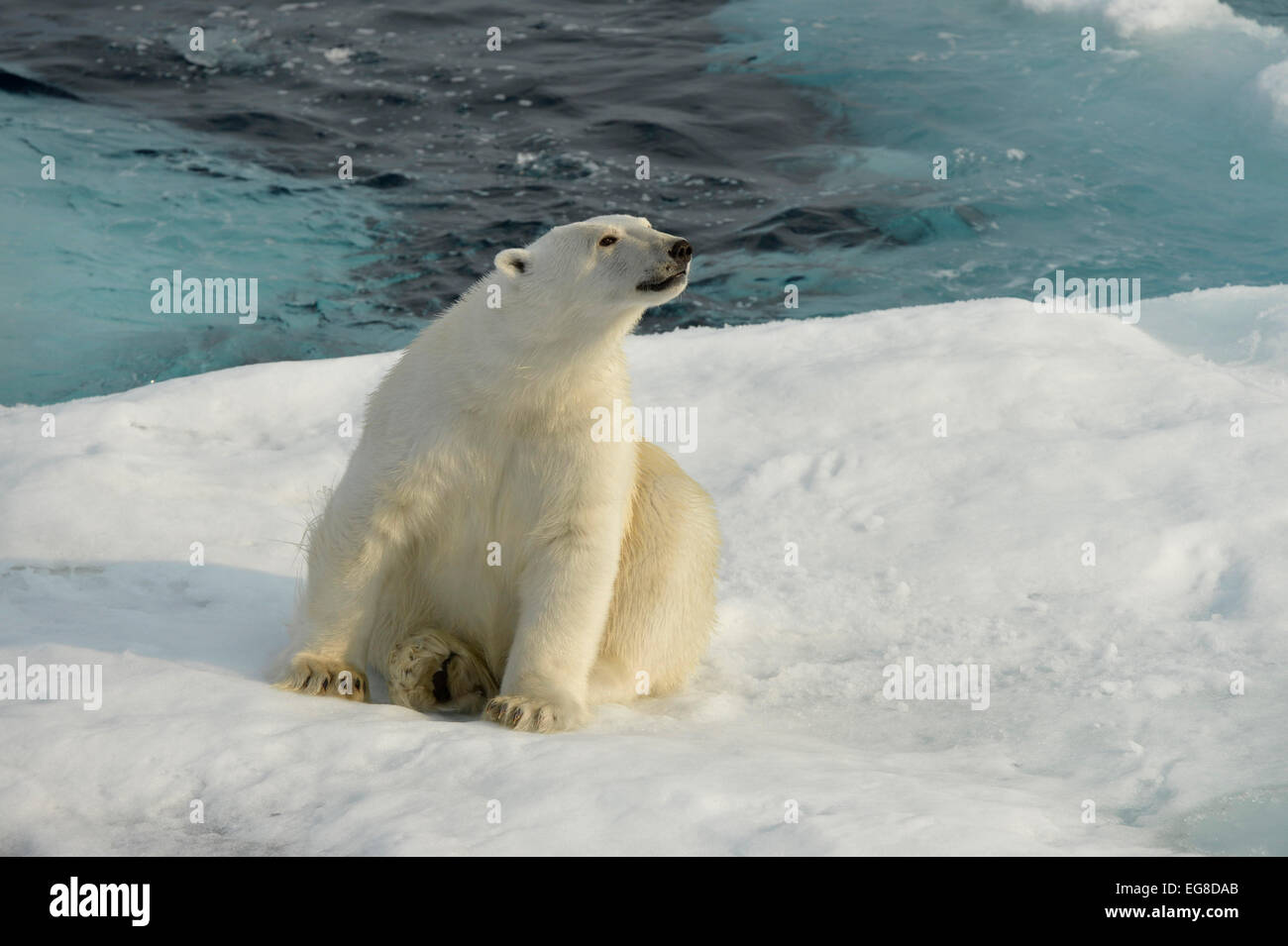 Orso polare (Ursus maritimus) seduto sul ghiaccio floe, off Isola Baffin, Canada, Agosto Foto Stock