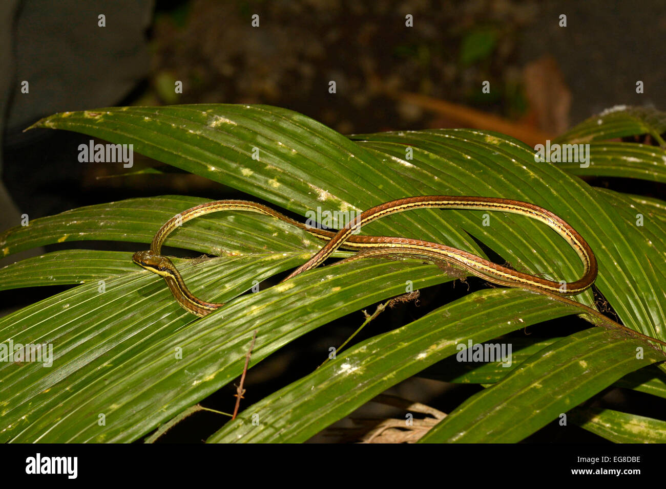 Bronzeback Snake (Dendralaphus pictus) sulla vegetazione di notte, Bali, Indonesia, Ottobre Foto Stock