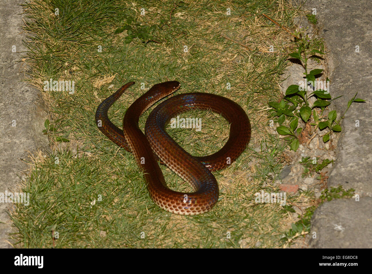 Sunbeam Snake (Xenopeltis unicolor) Bali, Indonesia, captive Foto Stock