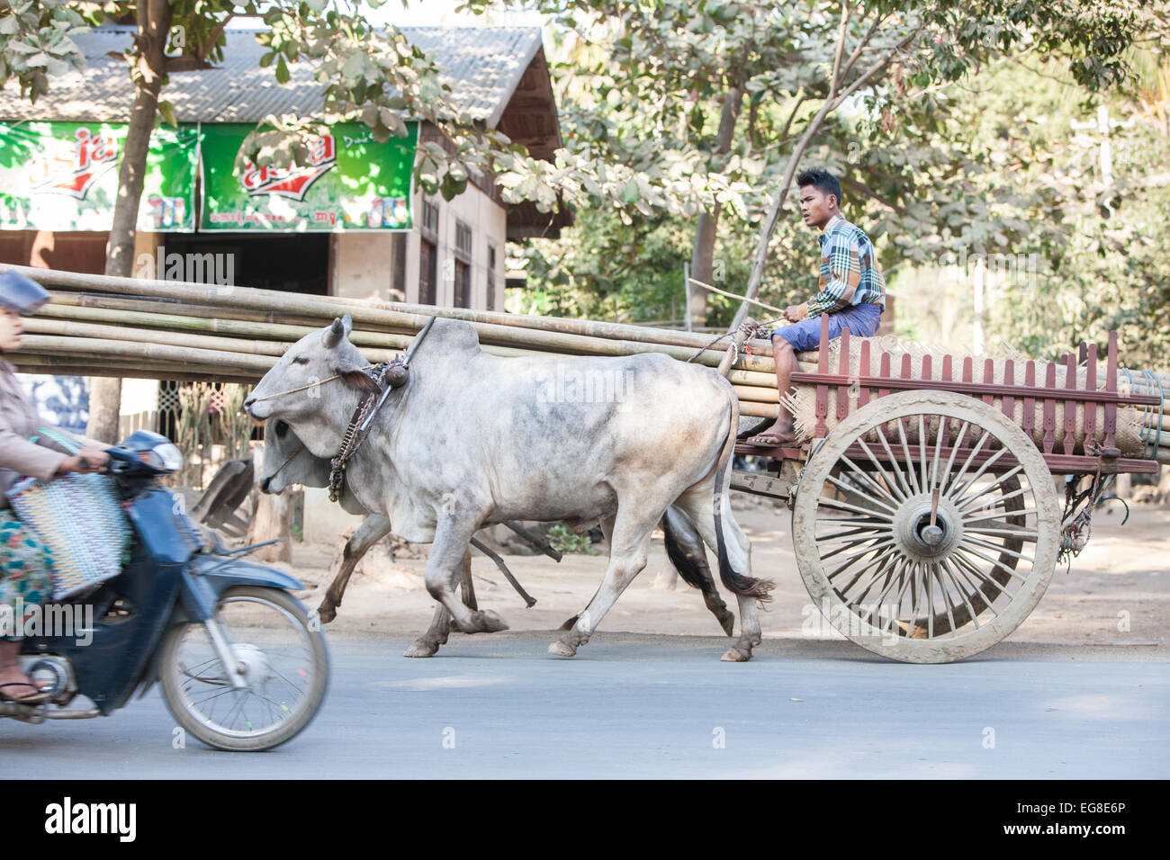 Ox carrello,mucca,tori, tirando un lungo carico di legno di bambù lungo la strada statale pagana,Bagan,Birmania,Myanmar Foto Stock