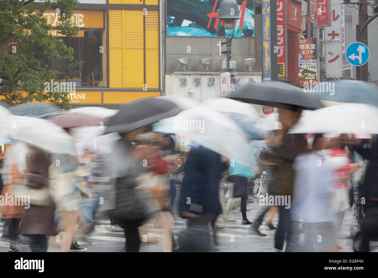 Pendolari con ombrelloni attraversando la strada in un giorno di pioggia, Shibuya, Tokyo, Giappone Foto Stock