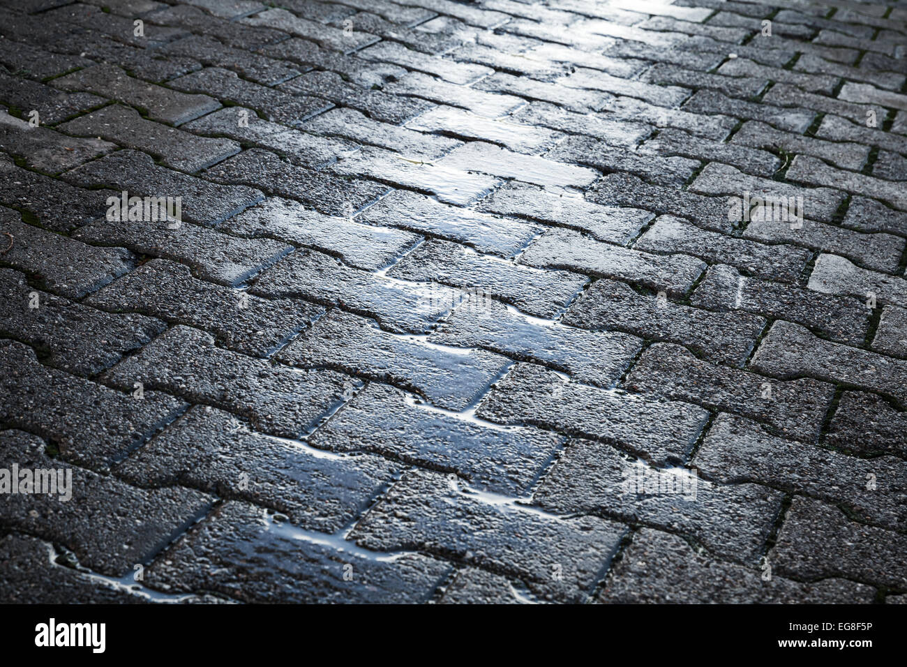 Shining wet cobblestone pavement, abstract urban sfondo su strada Foto Stock
