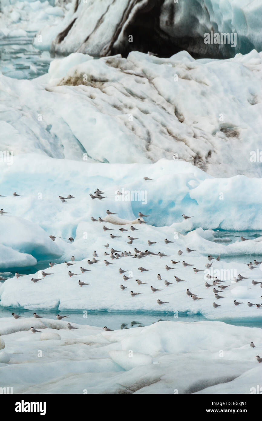 Arctic tern gregge su ghiaccio (Sterna paradisaea). Jokulsarlon lago glaciale. Vatnajokull National Park. L'Islanda, Europa Foto Stock