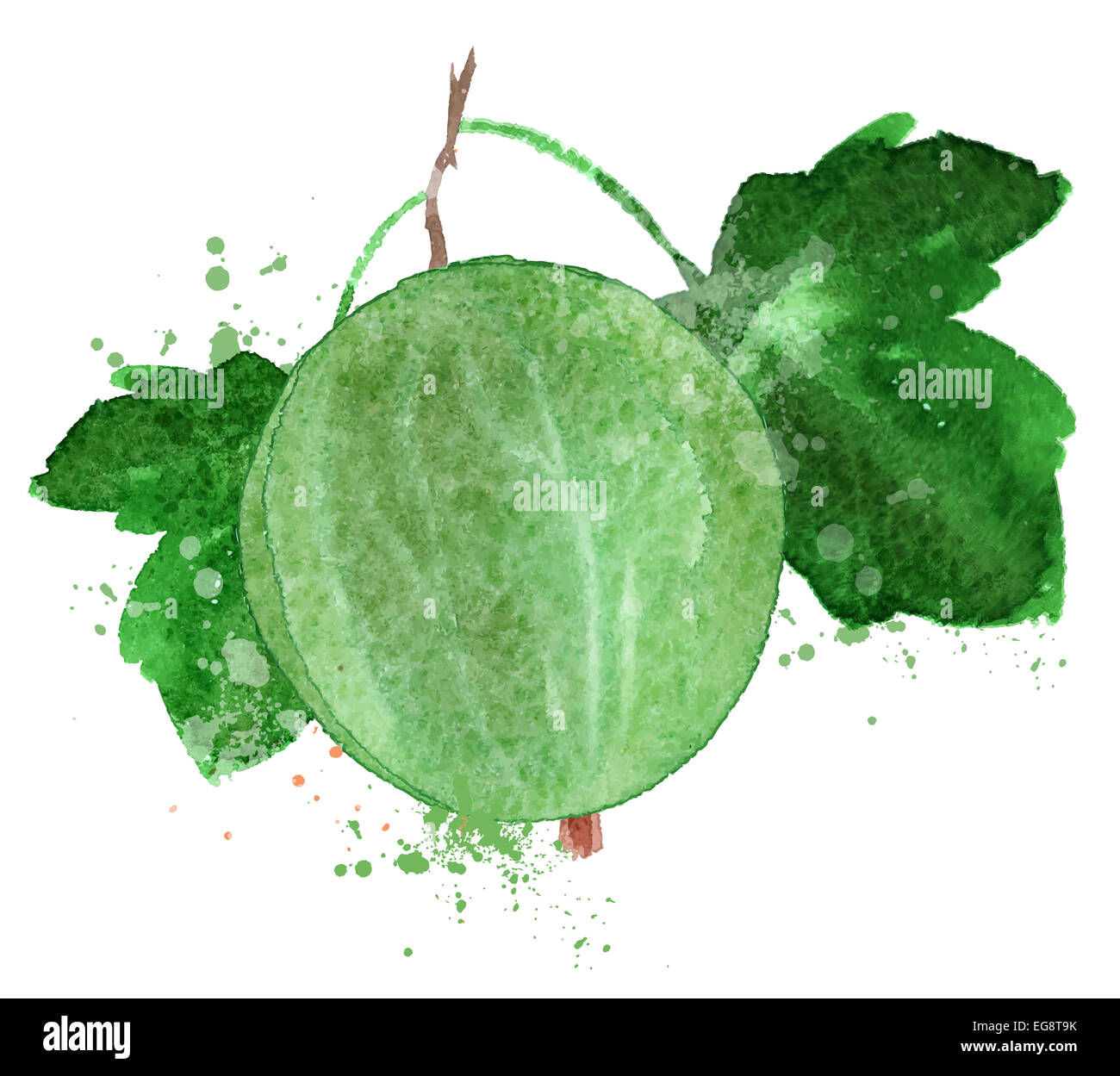 Acquerello. Berry su uno sfondo bianco. illustrazione vettoriale Foto Stock