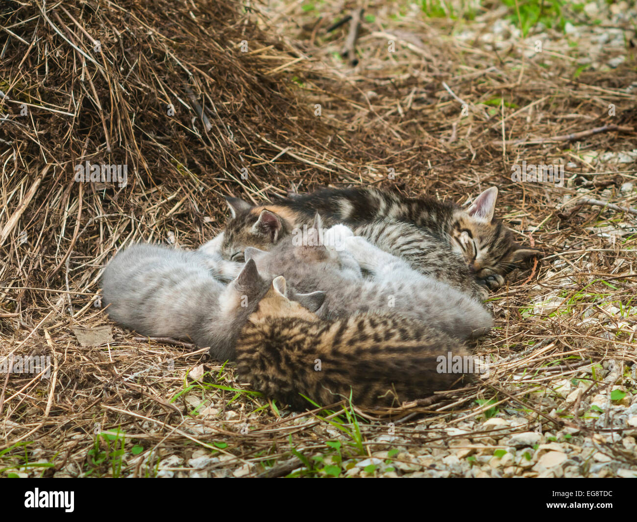 Cinque gattini dormono - Francia. Foto Stock