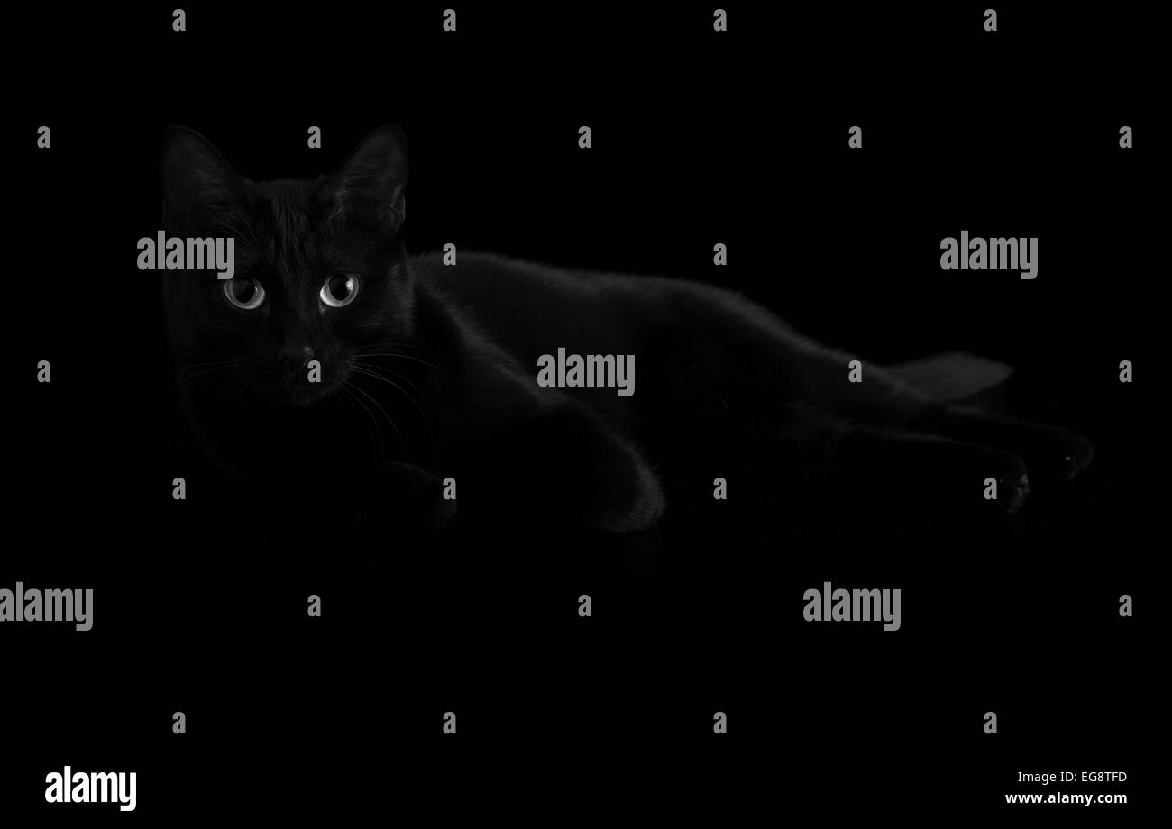 Bellissimo gatto nero con gli occhi che colpisce in Fading Shadows, in bianco e nero Foto Stock