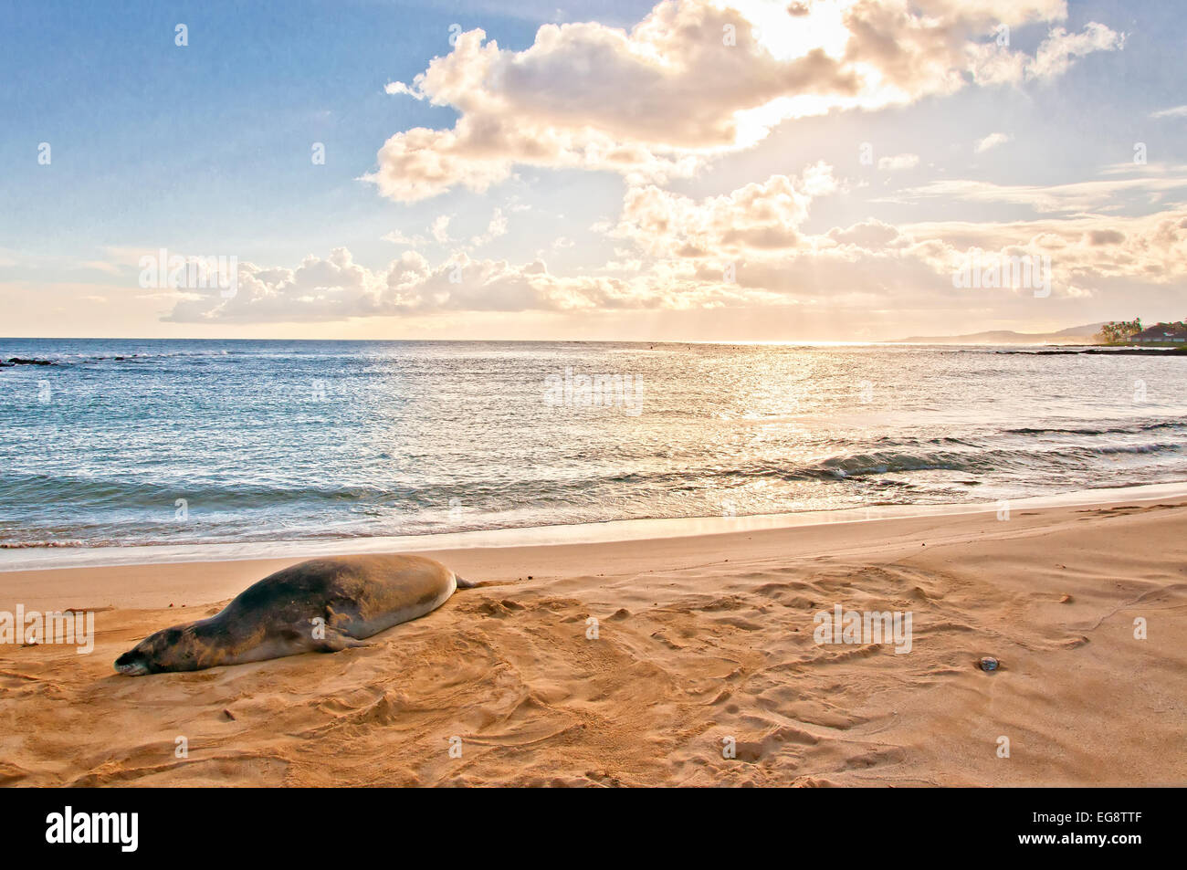 Un pericolo Monaco hawaiano guarnizione poggia sulla spiaggia di Poipu Beach al tramonto in Kauai, Hawaii Foto Stock