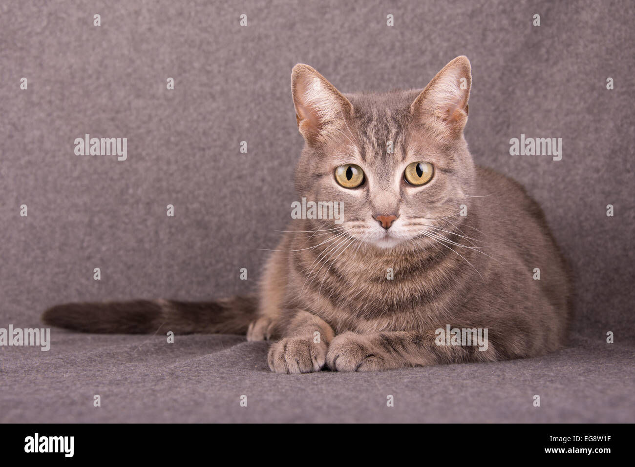 Blue tabby Gatto sdraiato contro sfondo grigio chiaro Foto Stock