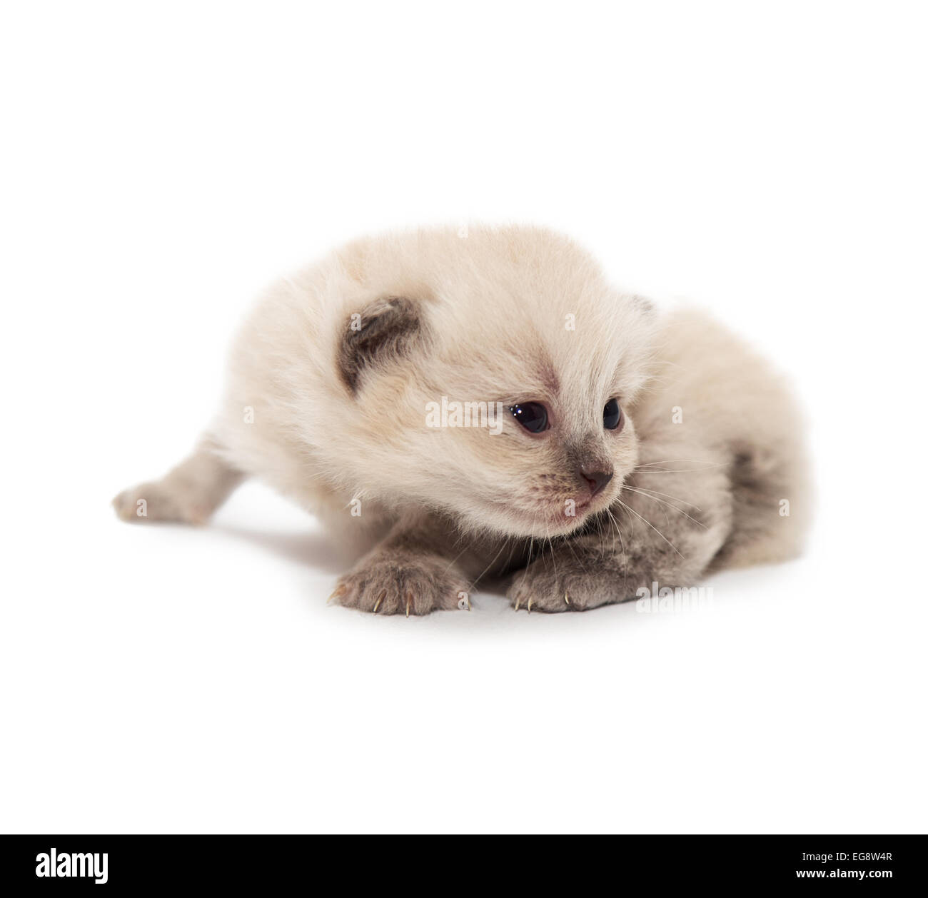 Gattino gatto bianco isolato di sfondo giovani piccole Foto Stock