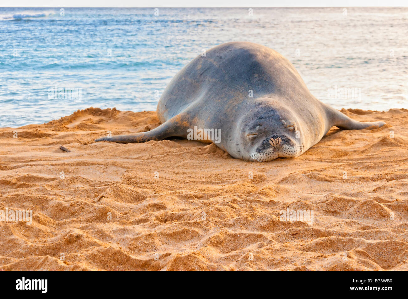 Un pericolo Monaco hawaiano guarnizione poggia sulla spiaggia di Poipu Beach al tramonto in Kauai, Hawaii Foto Stock