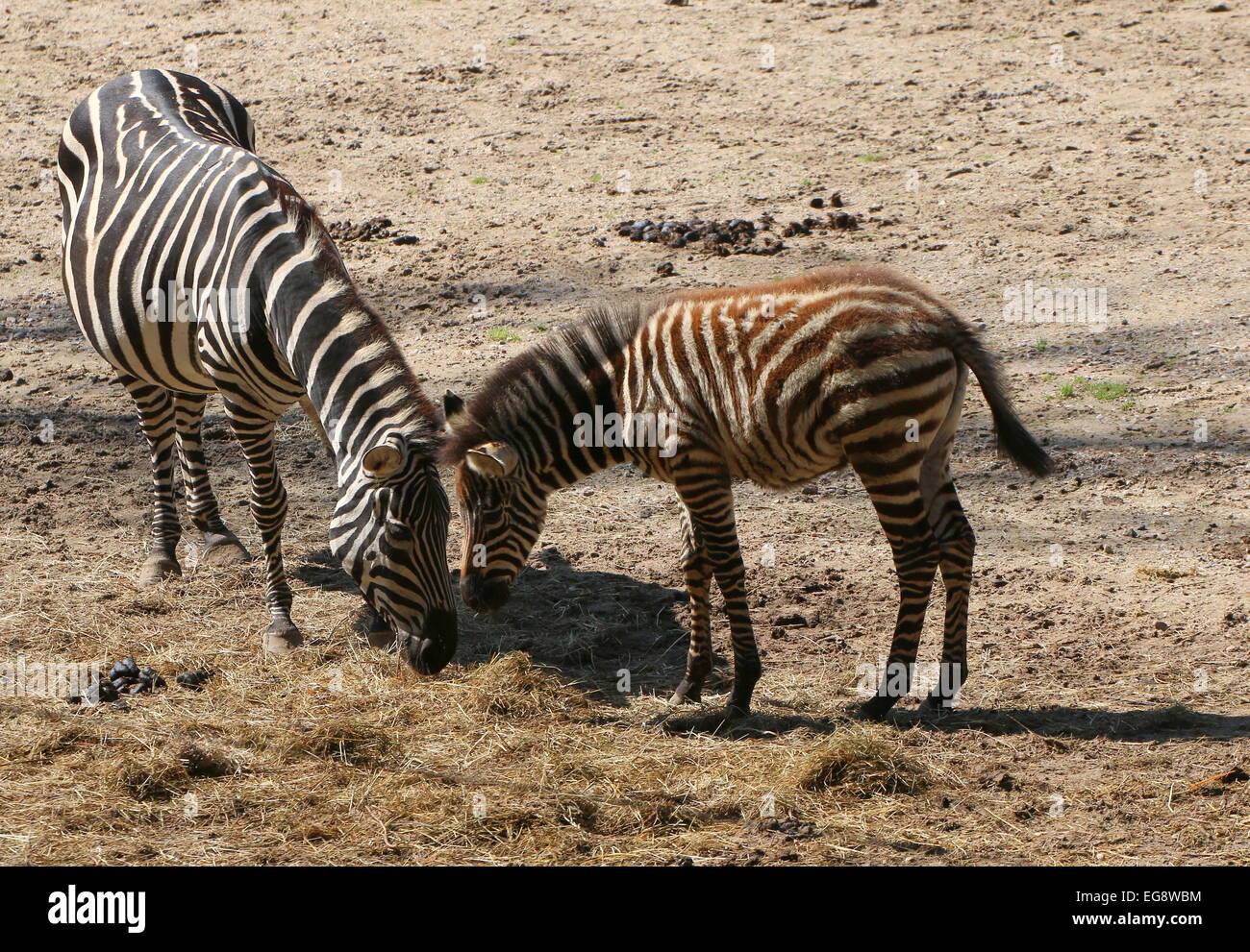 Due Grant's zebre (Equus quagga boehmi), madre con la sua giovane puledro Foto Stock