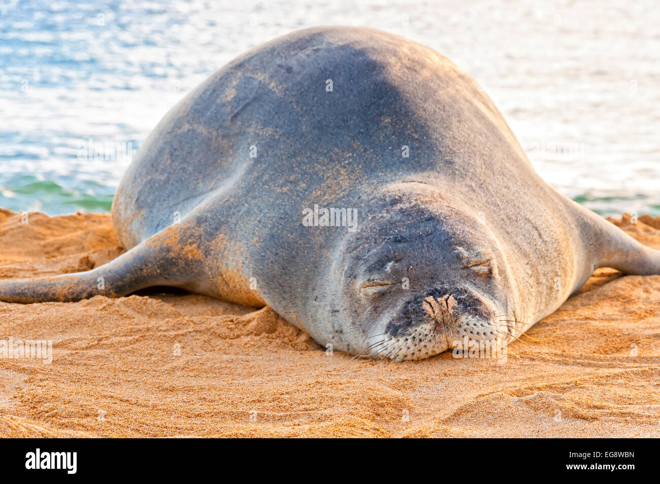 Un pericolo Monaco hawaiano guarnizione poggia sulla spiaggia di Poipu Beach al tramonto in Kauai, Hawaii Foto Stock