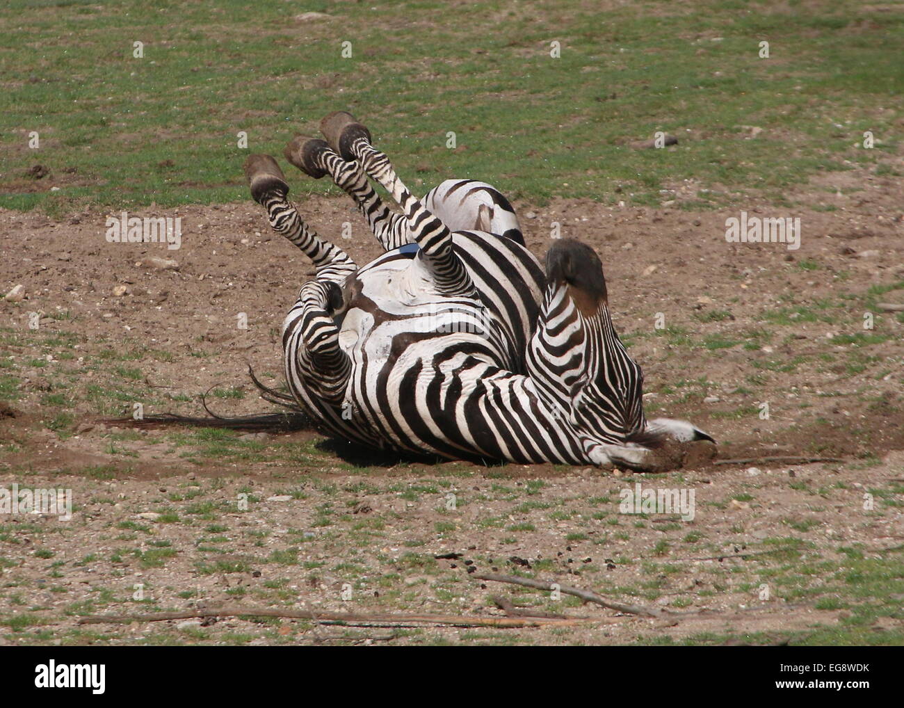 Maschio maturo Grant's zebra (Equus quagga boehmi) laminazione sulla sua schiena e prendere un bagno di polvere Foto Stock