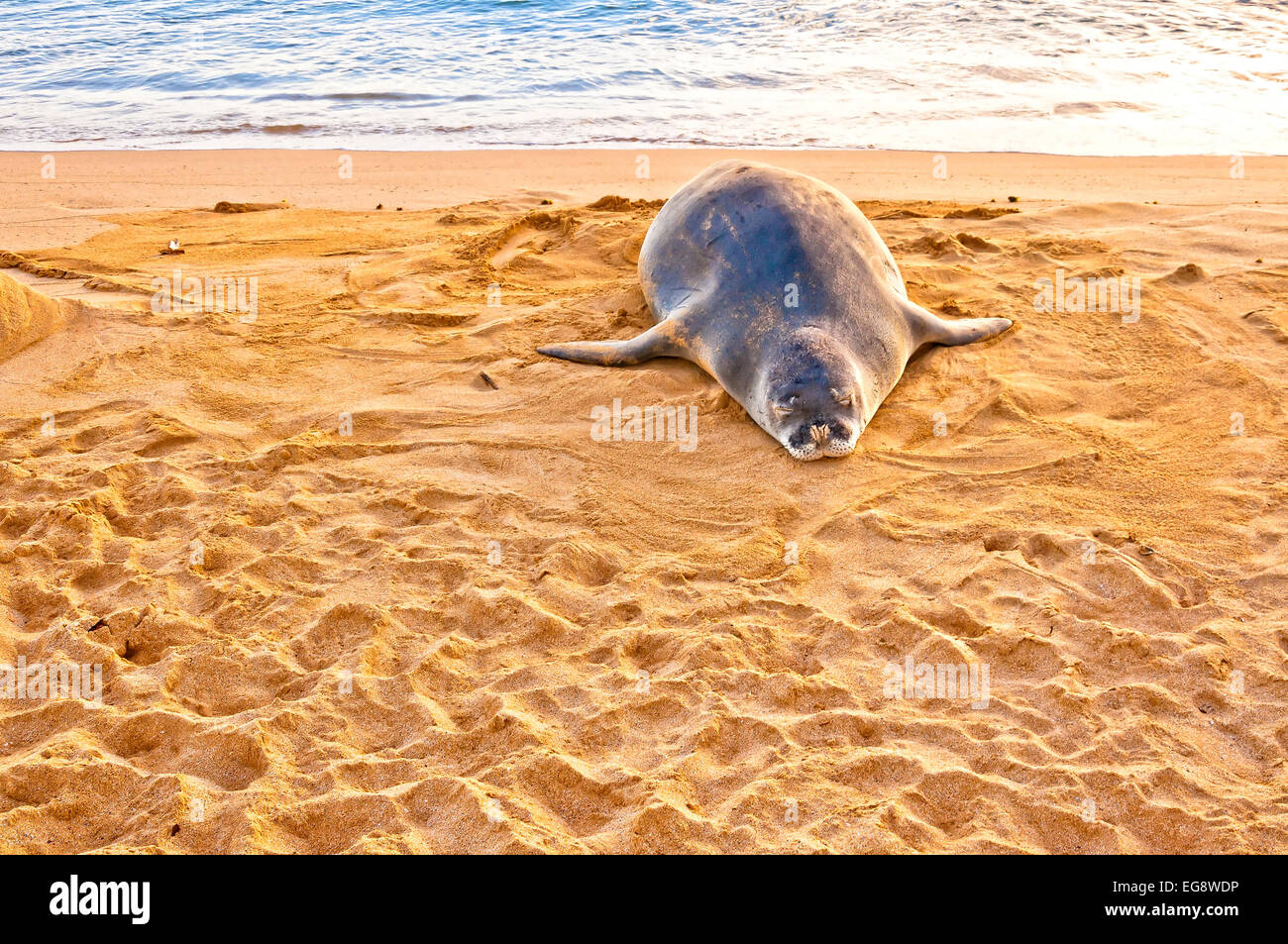 Un pericolo Monaco hawaiano guarnizione poggia sulla spiaggia di Poipu Beach al tramonto in Kauai, Hawaii Foto Stock