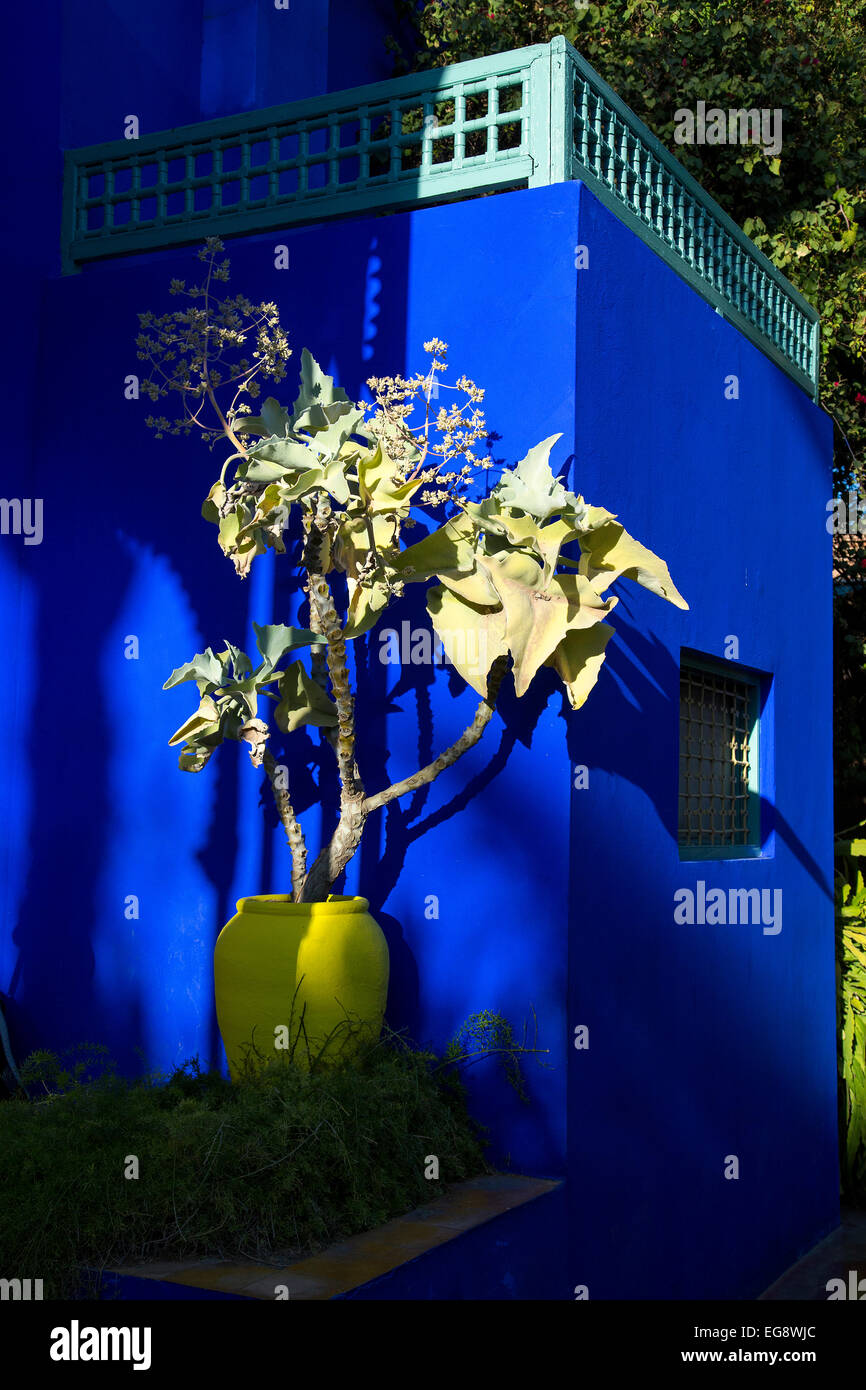 Jardin Majorelle di Marrakech modello di impianto e Yves Saint Laurent memorial garden Foto Stock