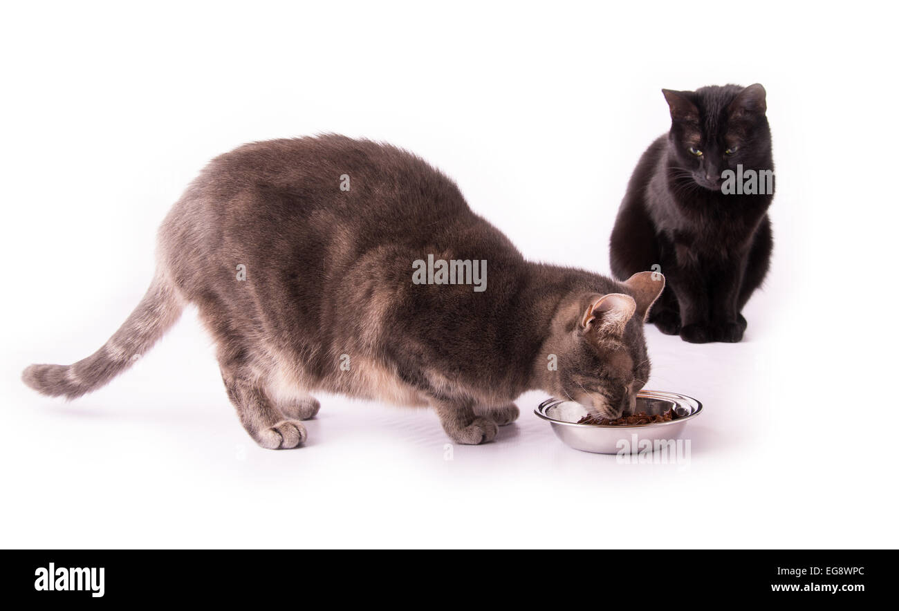 Blue tabby cat di mangiare da una ciotola in argento con un gatto nero osservando il suo, su bianco Foto Stock