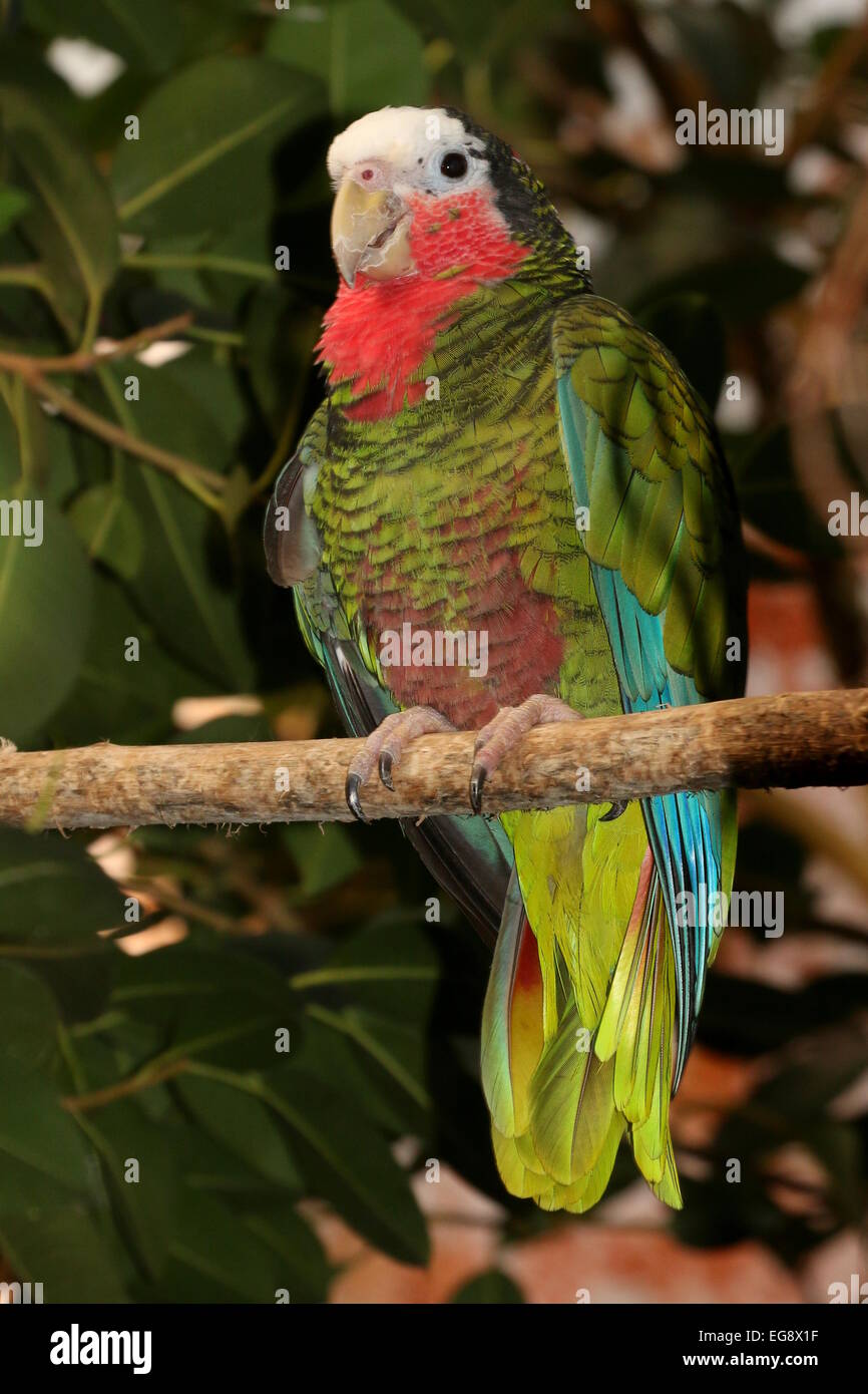 Amazon cubano Parrot, a.k.a. Rose-throated Parrot (Amazona leucocephala) appollaiate su un ramo Foto Stock