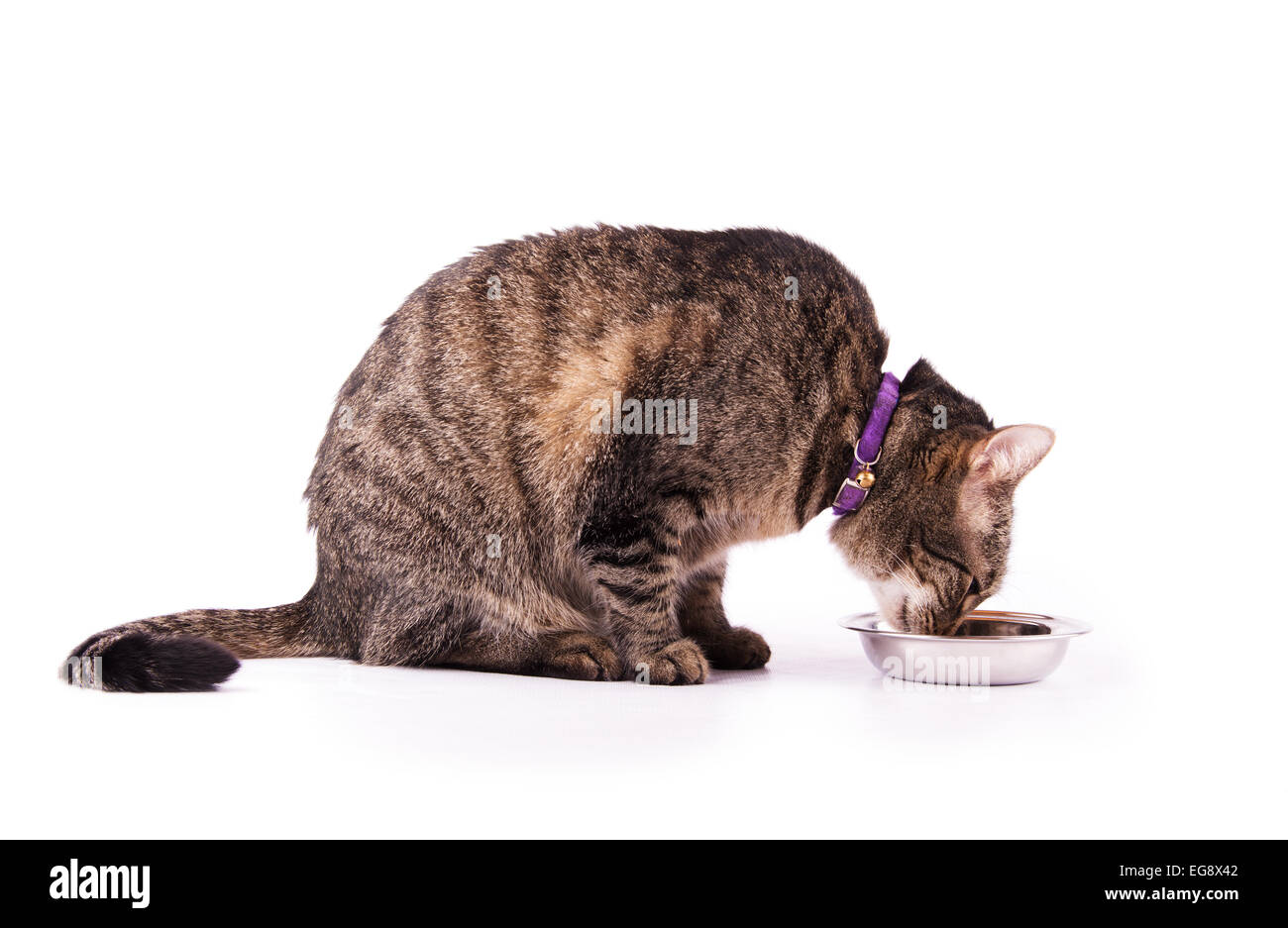 Profilo di un brown tabby cat di mangiare da una ciotola di argento, su sfondo bianco Foto Stock