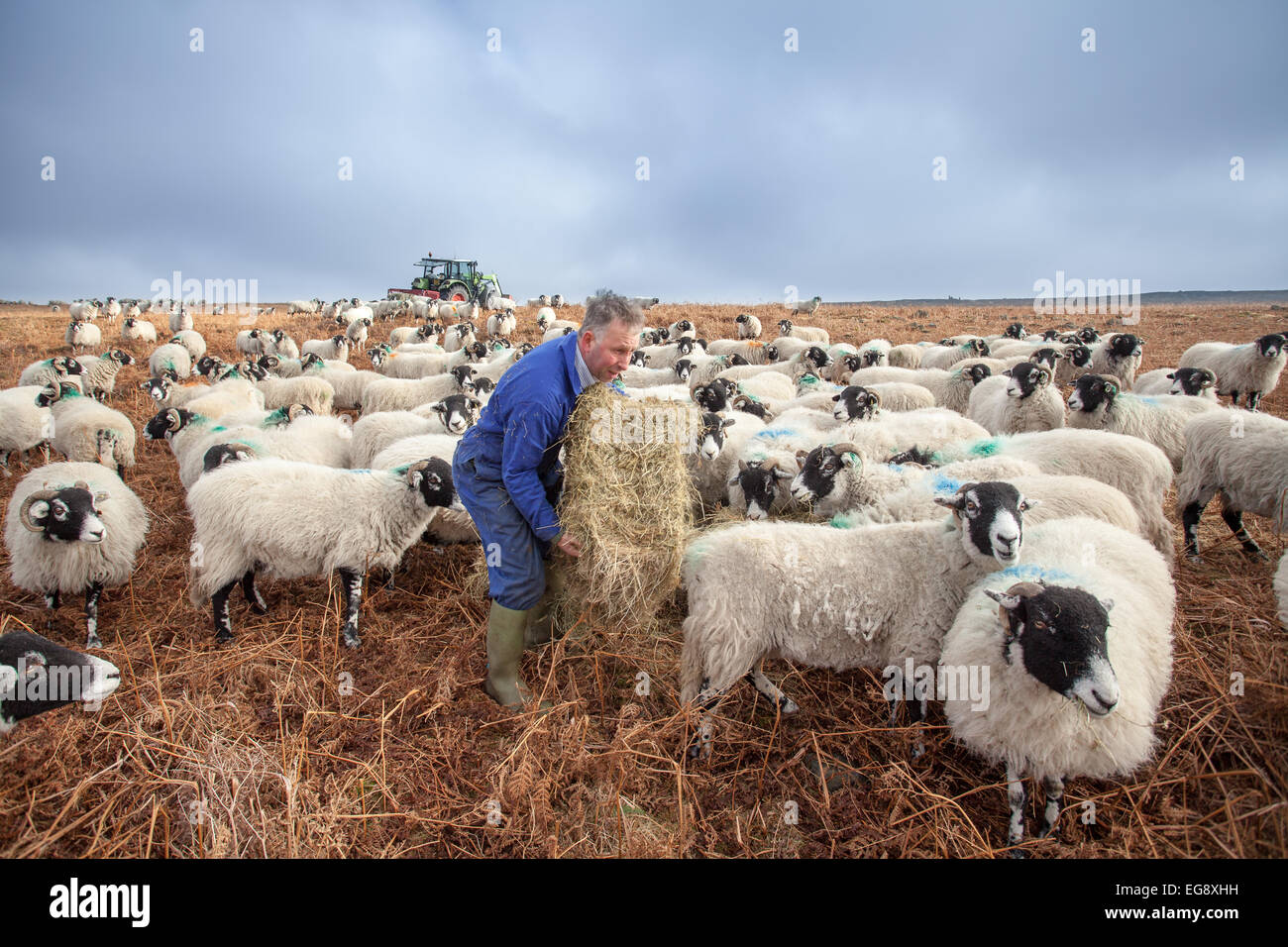 Agricoltore Swaledale alimentazione pecore con fieno complementare Goathland North Yorkshire Moors Foto Stock