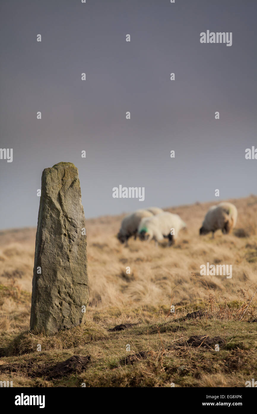 Saxonville Standingstone Goathland North Yorkshire Moors con Swaledale pecore in background Foto Stock