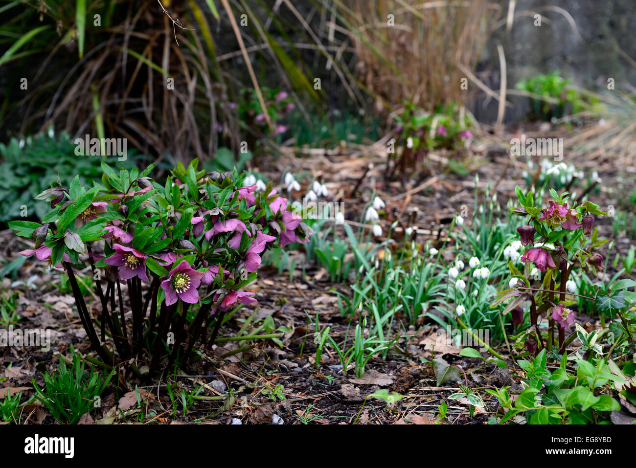 Viola l'elleboro bianco snowdrop combinazione molla piantagione schema di partner di Primrose Hill lucan dublin rm floral Foto Stock