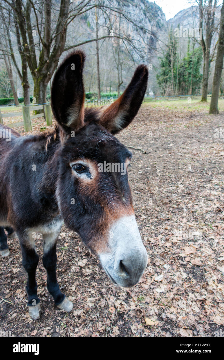 Testa di asino bianco con il naso e le orecchie grandi close-up Foto Stock