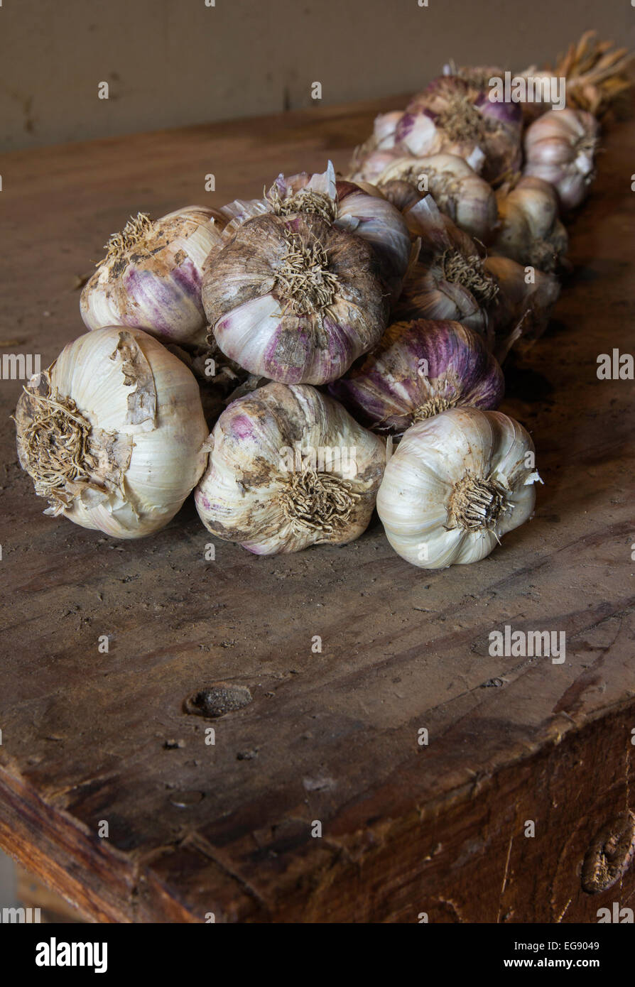 Diverse varietà di aglio con i loro steli secchi intrecciati in una treccia, giacente su un potting shed tabella. Foto Stock