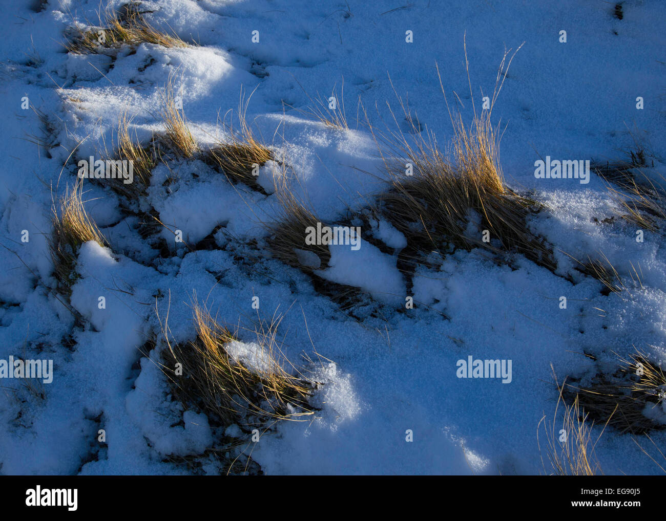 Erbe in snow, la cattura del sorgere del sole all'alba. Foto Stock