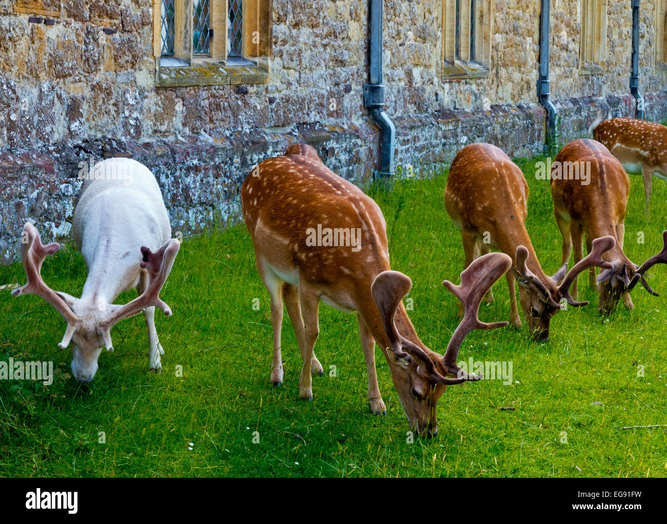 Daino dama dama pascolando vicino alla Casa di Knole Park a Sevenoaks Kent REGNO UNITO dove una mandria ha vissuto fin dal XV secolo Foto Stock