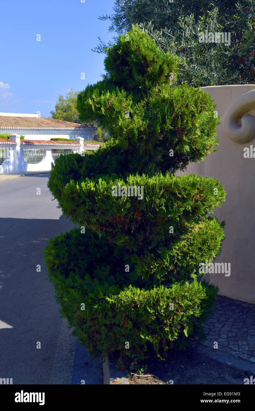 Topiaria da a spirale delle conifere in Portogallo Foto Stock