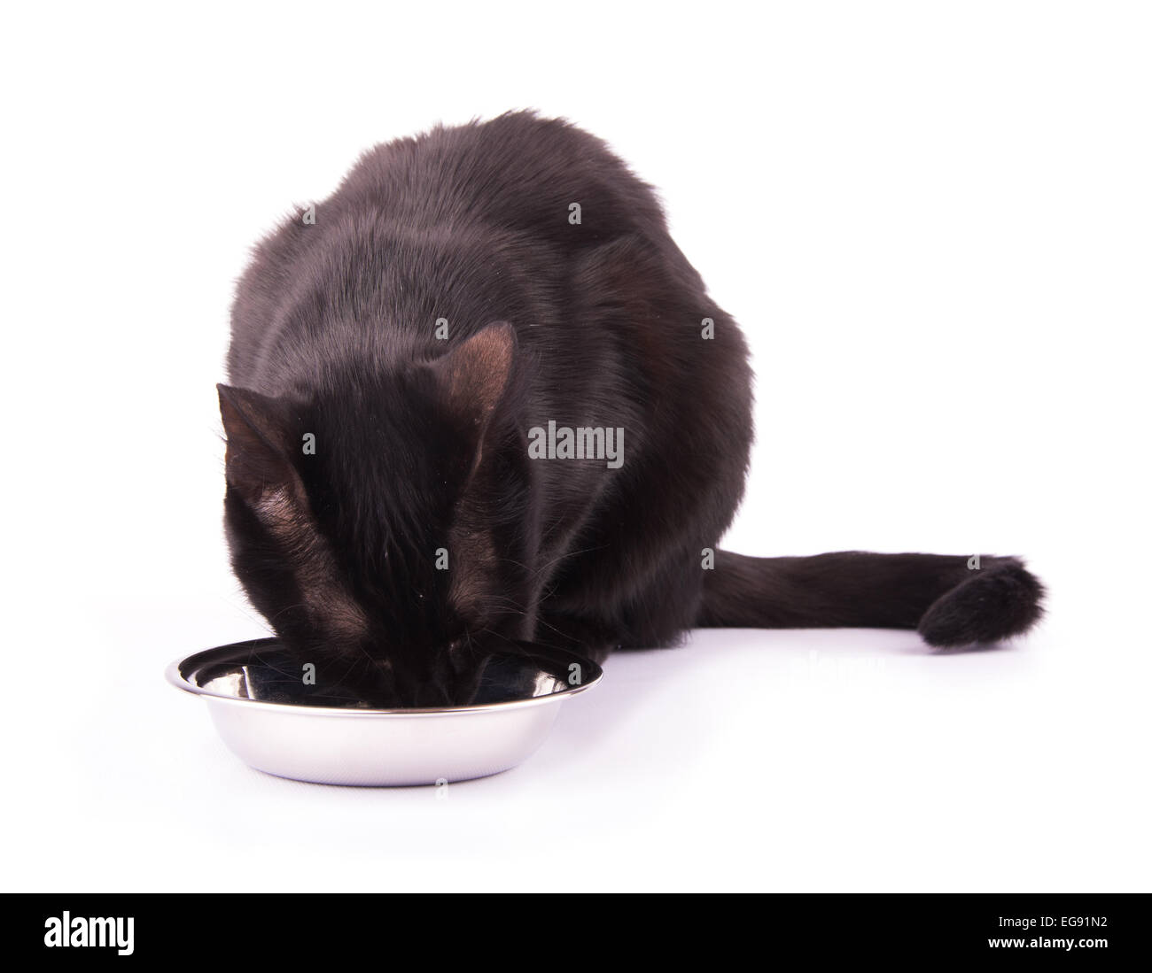 Gatto nero mangiare dal suo colore argento ciotola, su bianco Foto Stock