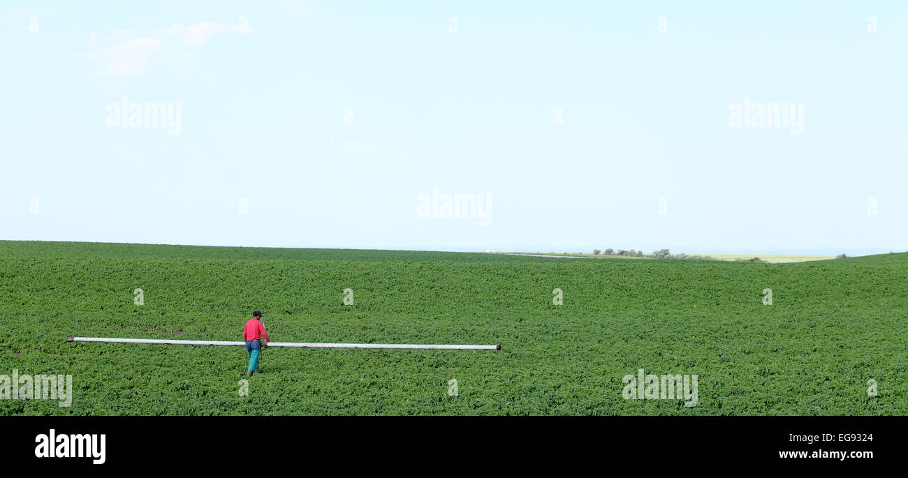 Una azienda agricola migrante lavoratore mobile tubazione sprinkler per irrigare le patate in un campo di fattoria Foto Stock