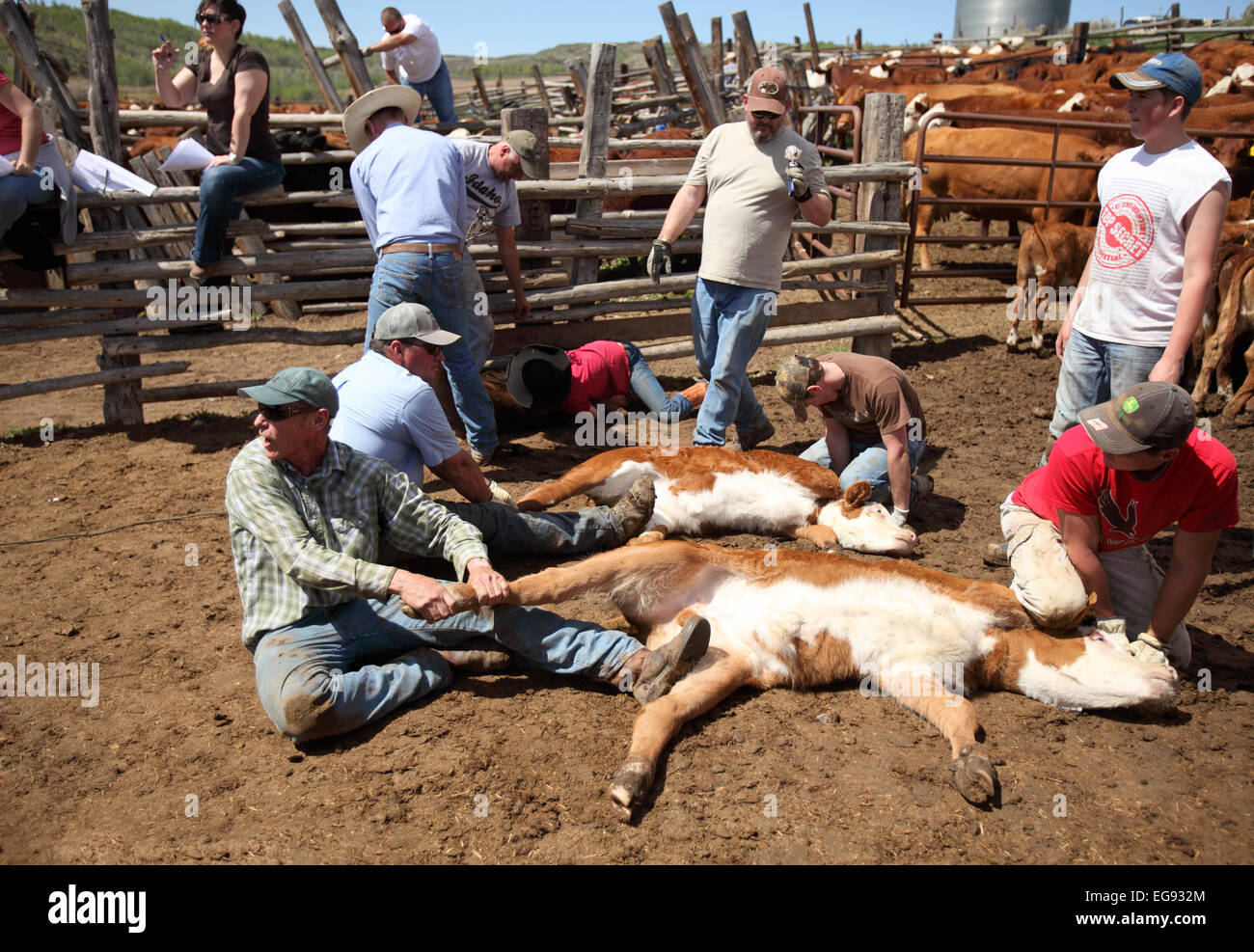 Capi di bestiame e di marca inoculato contro le malattie. Foto Stock