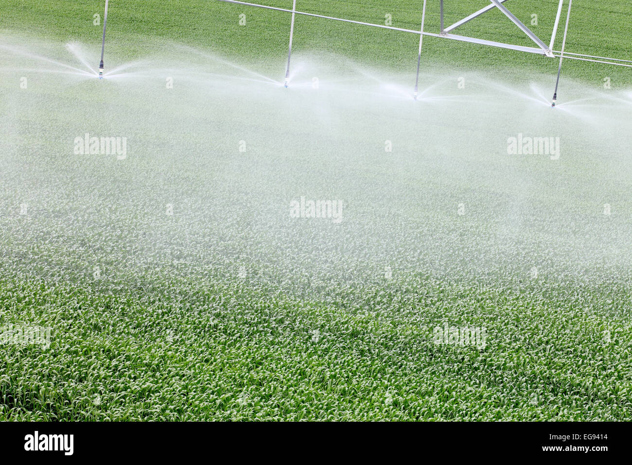 Vista da vicino di una testina sprinkler agricola ad alta tecnologia che innaffia i raccolti agricoli. Foto Stock