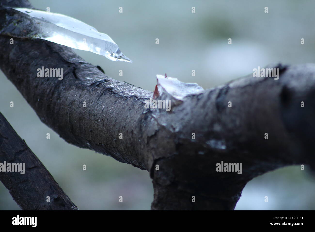 Una fotografia di ghiaccio formato su di un ramo di albero e prese utilizzando un 300mm obiettivo macro. Foto Stock