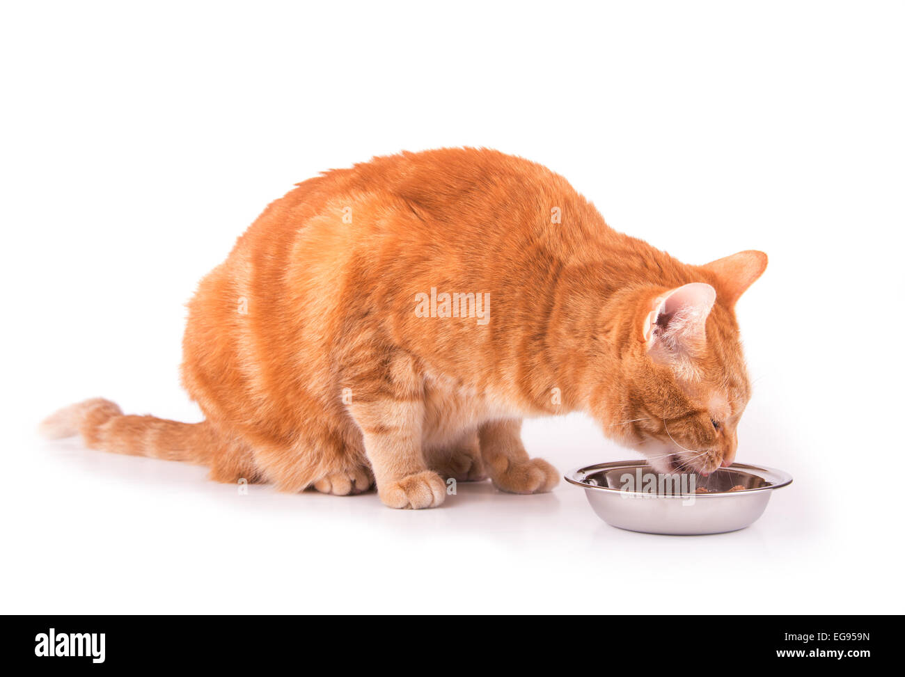 Lo zenzero tabby cat mangiare, su bianco Foto Stock